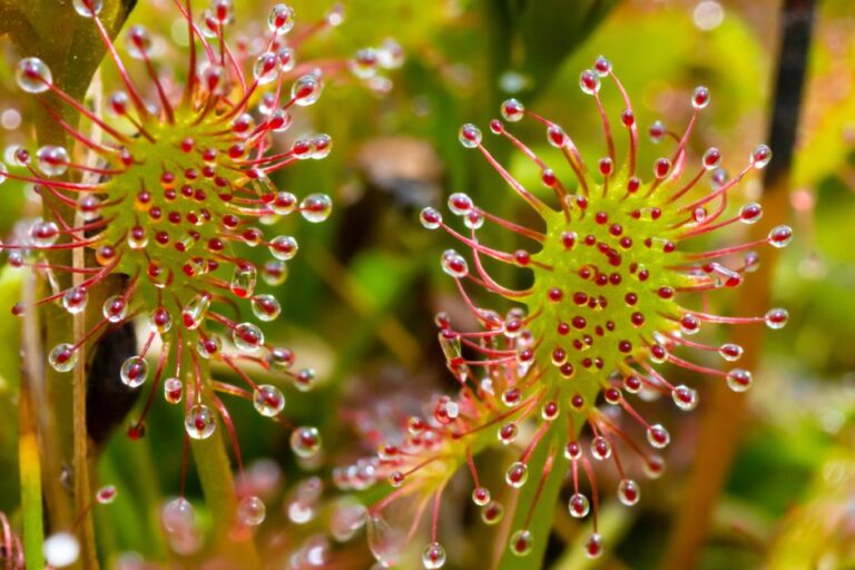 Des plantes avec des super pouvoirs naturels