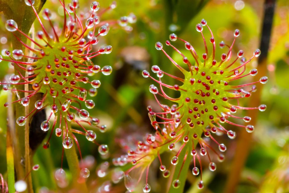 Des plantes avec des super pouvoirs naturels