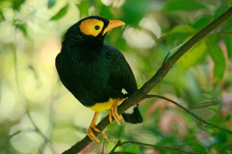 Cet oiseau peut chanter comme toi