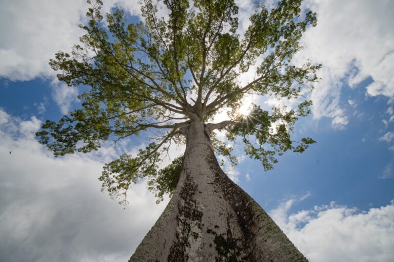 Les arbres les plus étranges du monde