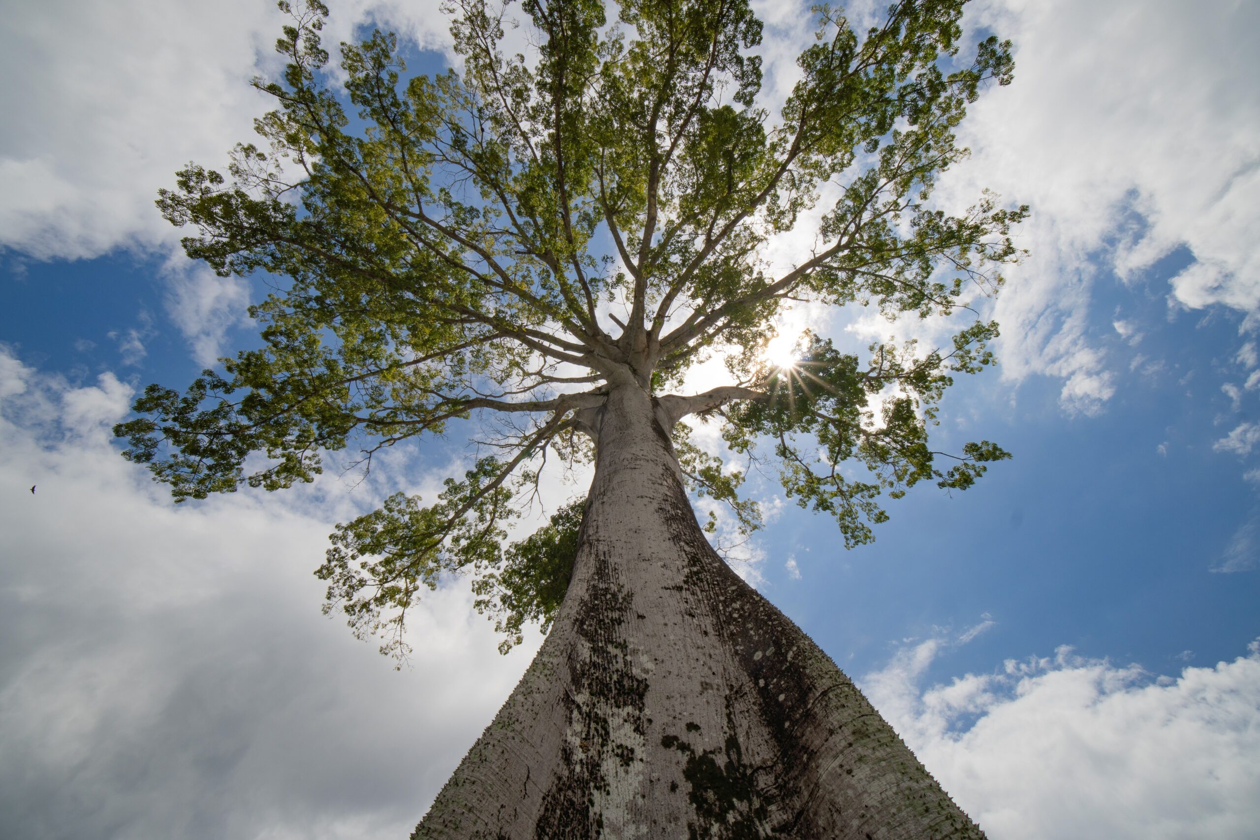Les arbres les plus étranges du monde