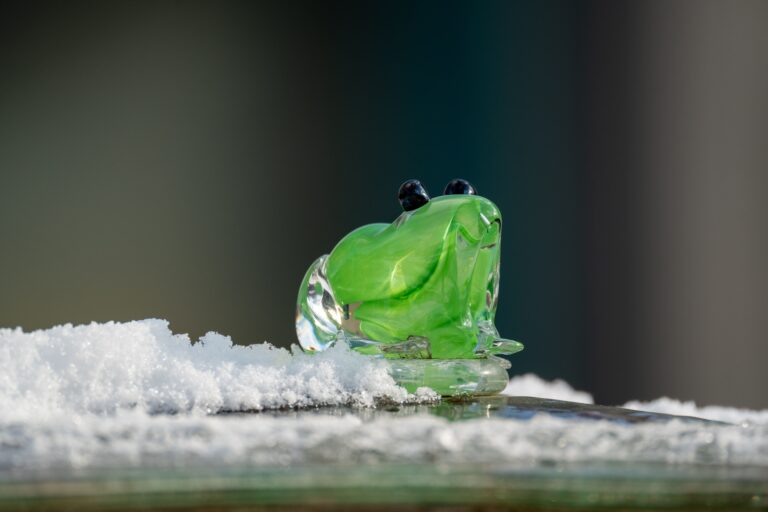 Les grenouilles capables de geler et revivre!