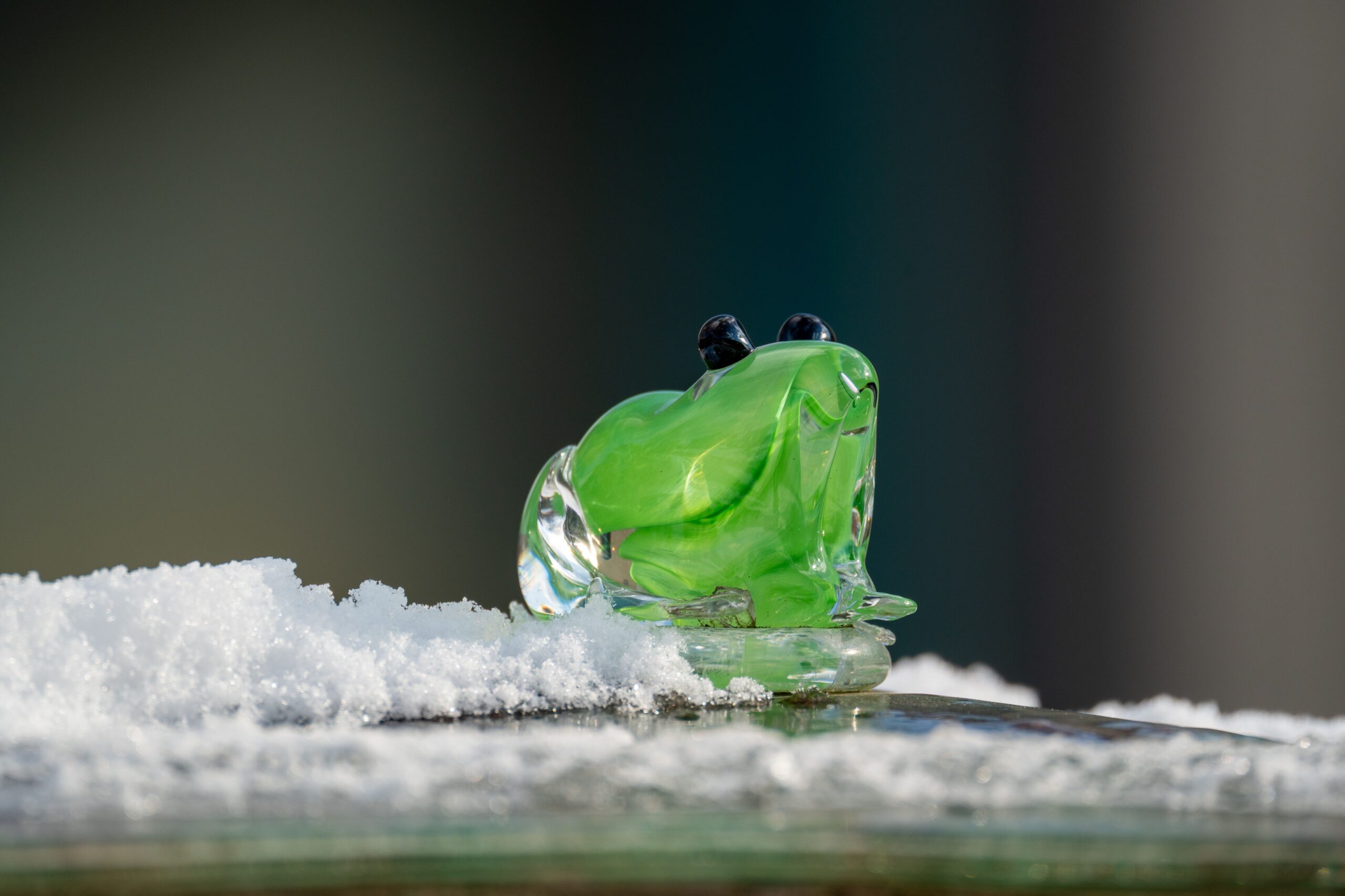 Les grenouilles capables de geler et revivre!