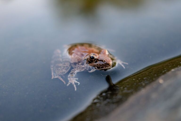 L&rsquo;incroyable grenouille qui gèle sans périr