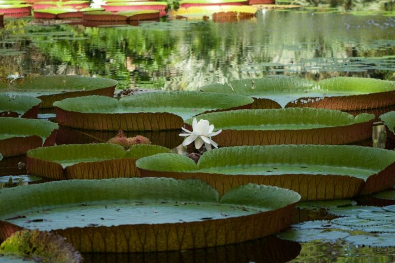 Plantes étonnantes aux stratégies de survie incroyables