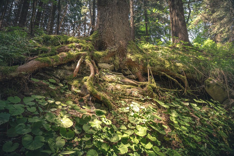 Les racines bavardes des arbres