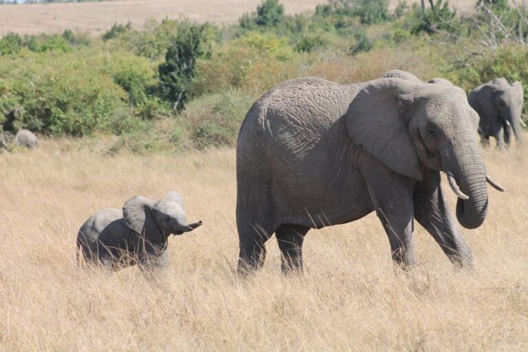 Les éléphants parlent avec les infrasons