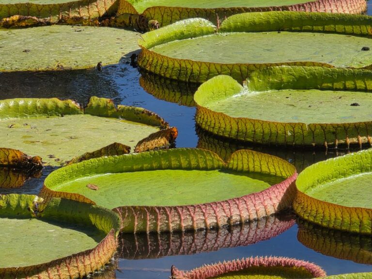 Plantes des milieux extrêmes et leurs adaptations