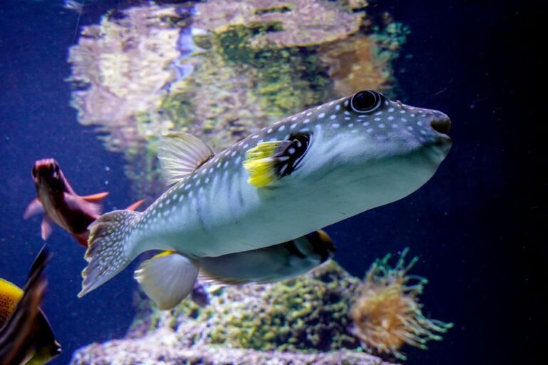 Le poisson-globe et son incroyable astuce