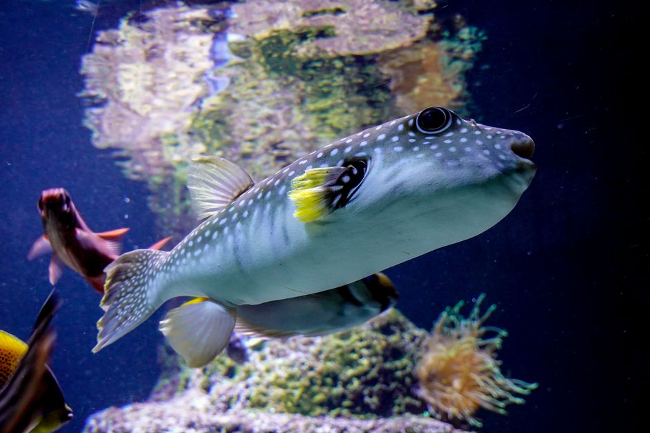 Le poisson-globe et son incroyable astuce