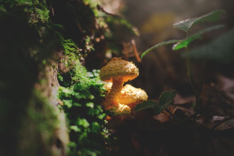 Les champignons qui brillent dans l&rsquo;obscurité