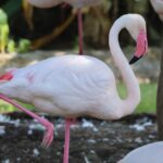 Ce que les oiseaux font mieux que nous