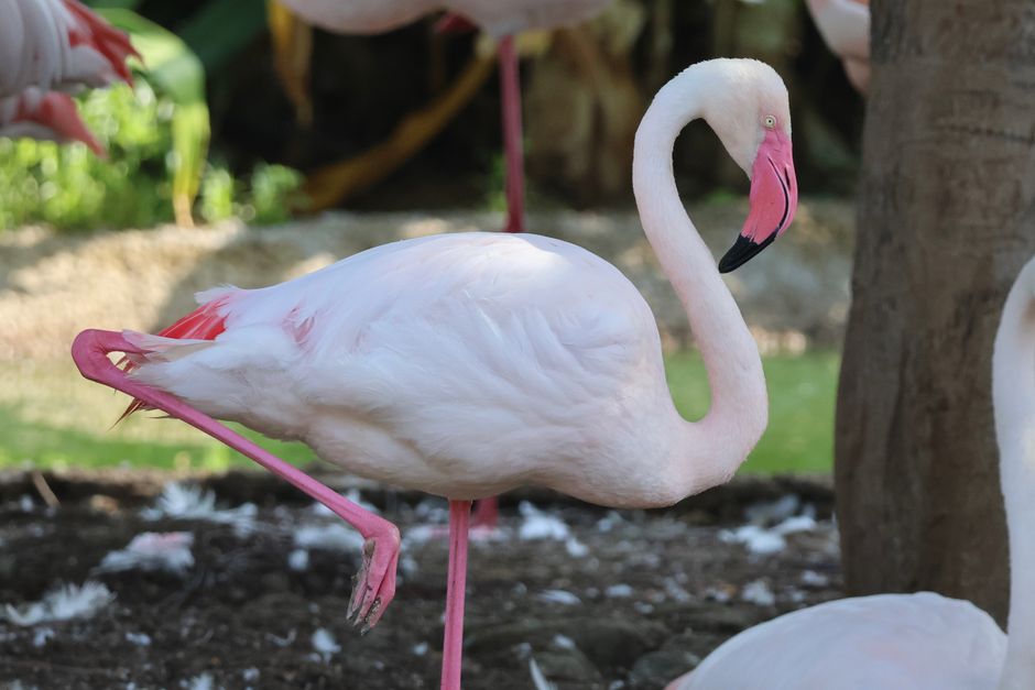 Ce que les oiseaux font mieux que nous
