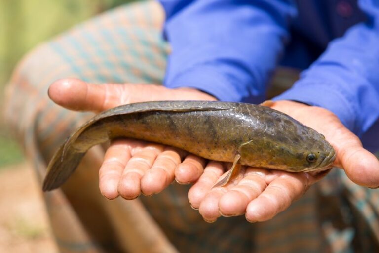 Ces poissons marchent et respirent sur terre