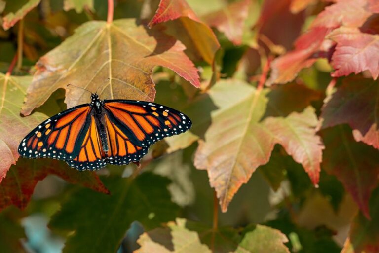 Papillons Monarque : Voyage de 4 000 km