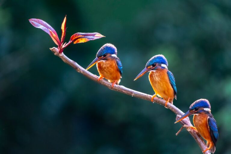 Trois martins-pêcheurs bleu et orange posés sur une branche