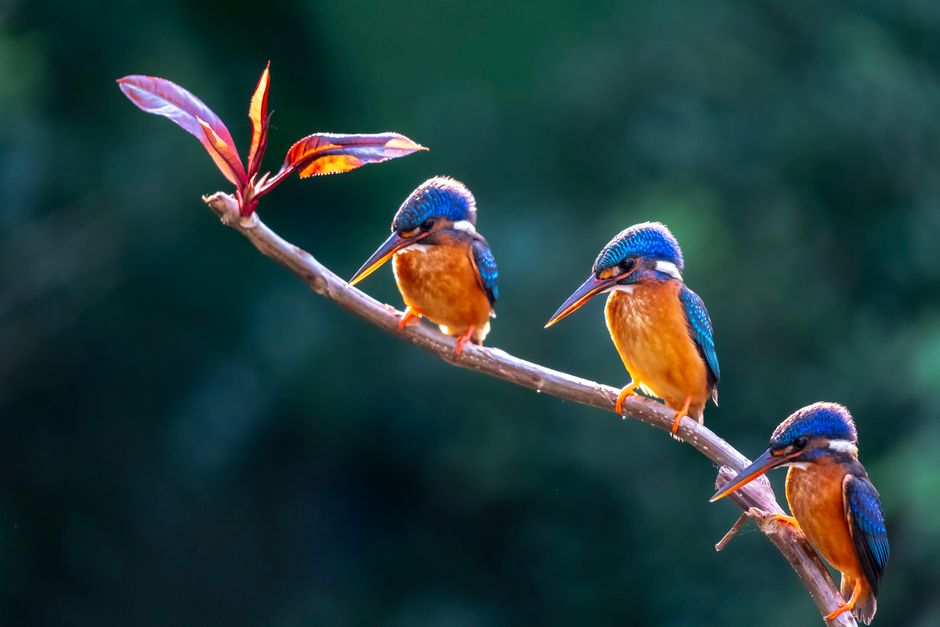 Trois martins-pêcheurs bleu et orange posés sur une branche