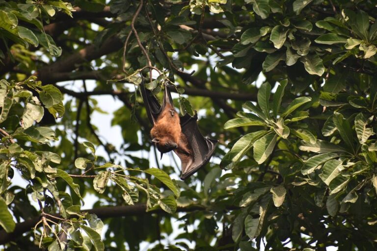 Chauve-souris suspendue la tête en bas à une branche, au milieu des feuilles