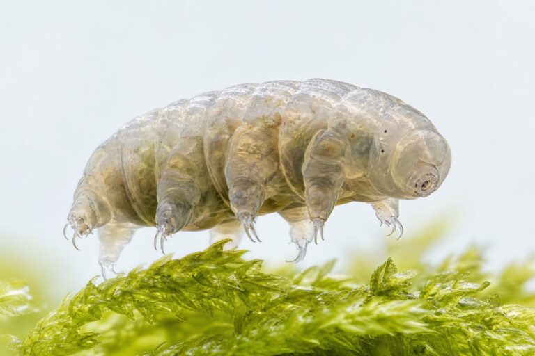 Tardigrade, ou ourson d’eau, qui marche sur de la mousse