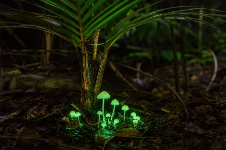 Petits champignons qui brillent en vert la nuit au pied d’un palmier