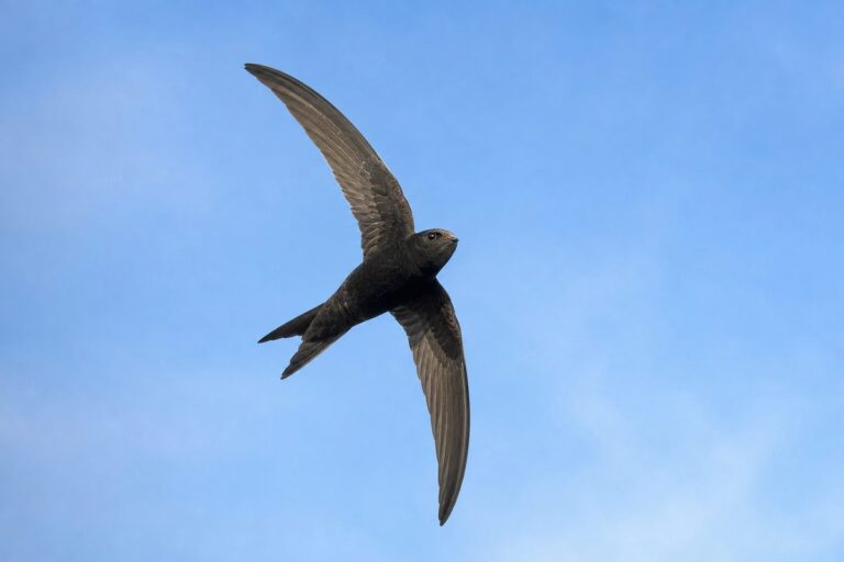 Martinet noir en plein vol dans le ciel bleu