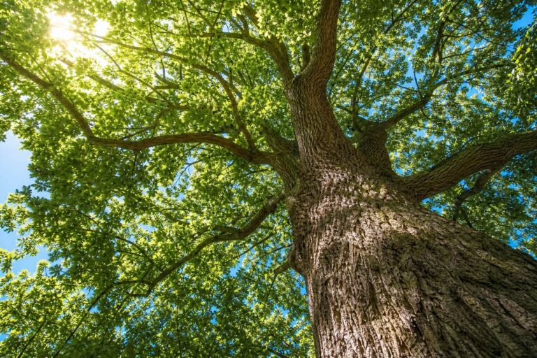 Grand chêne vu d’en bas, le soleil passe à travers les feuilles