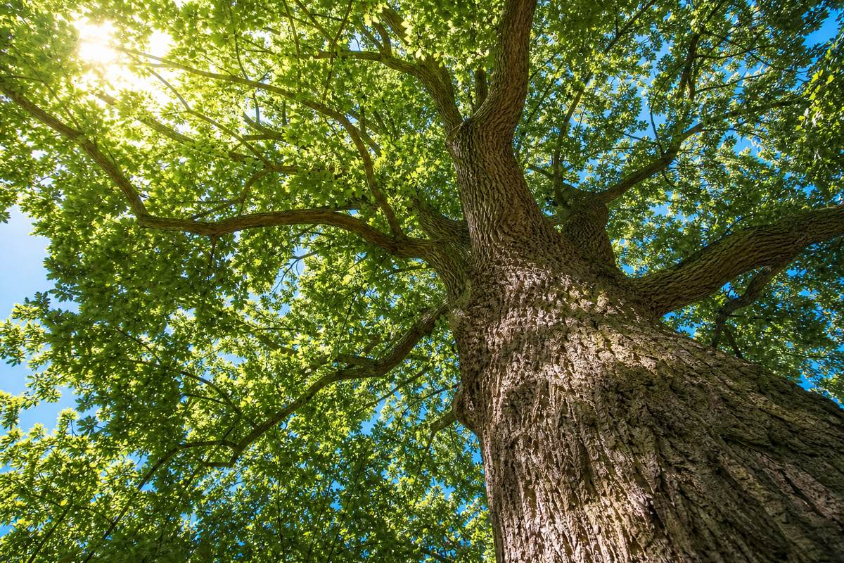 Grand chêne vu d’en bas, le soleil passe à travers les feuilles