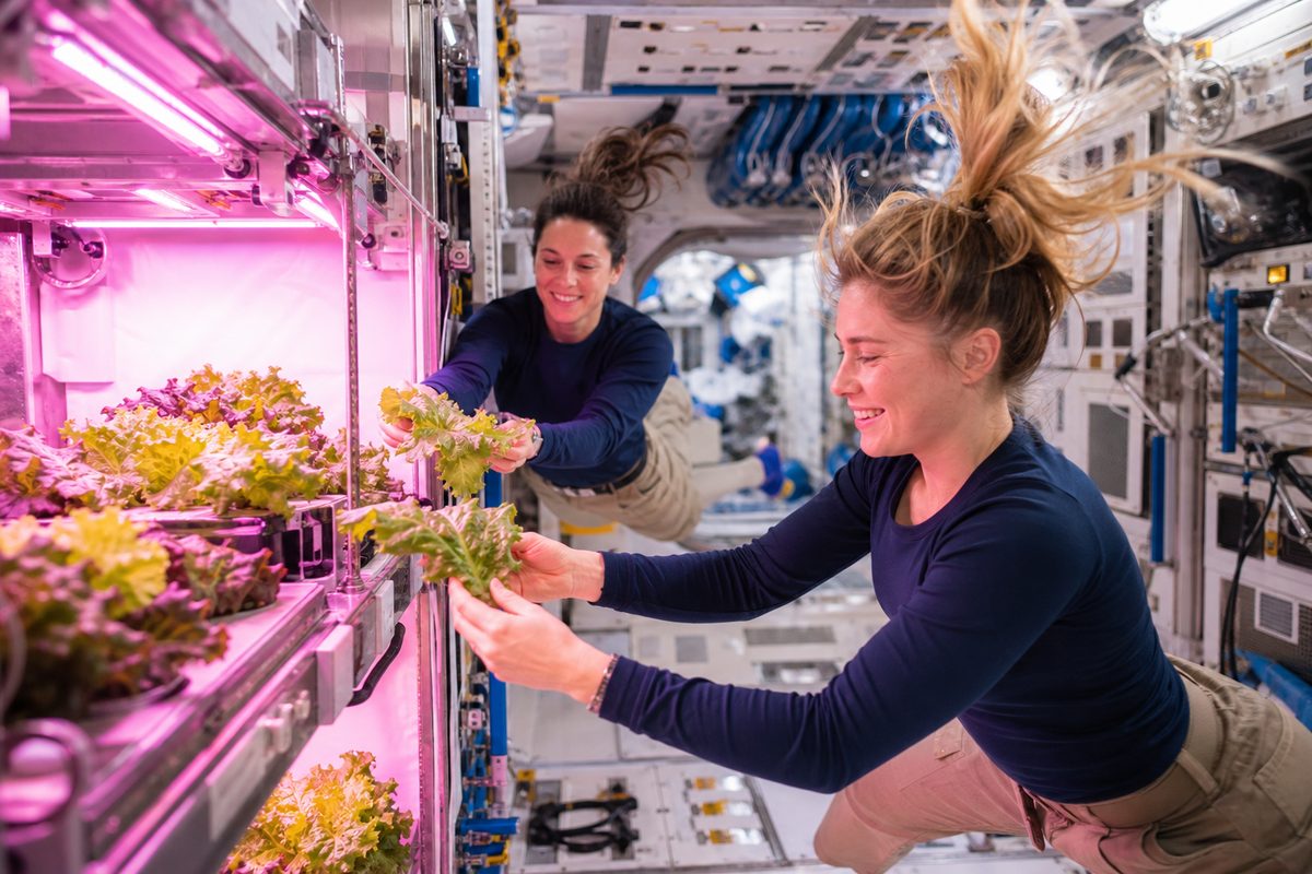 Astronautes qui cueillent des salades sous des lampes roses dans la Station spatiale