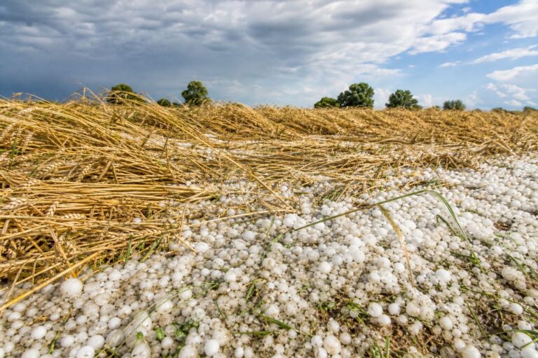 Champ de blé abîmé et couvert de grêlons après un orage