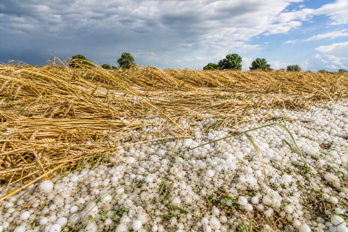 Champ de blé abîmé et couvert de grêlons après un orage