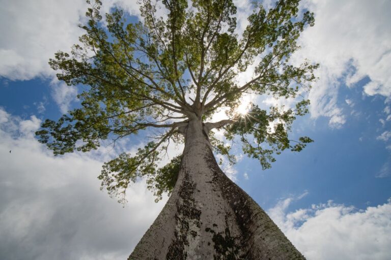 Les arbres les plus étranges du monde