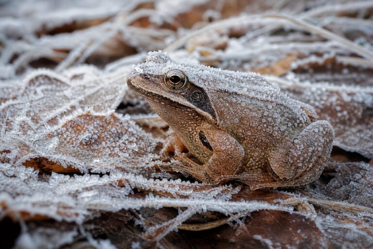 Grenouille des bois brune couverte de givre parmi des feuilles mortes gelées