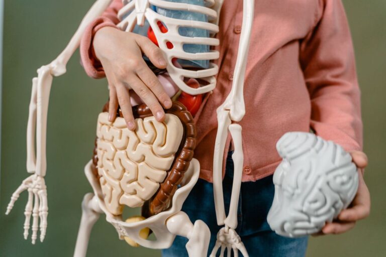 Ton estomac a un cerveau à lui seul
